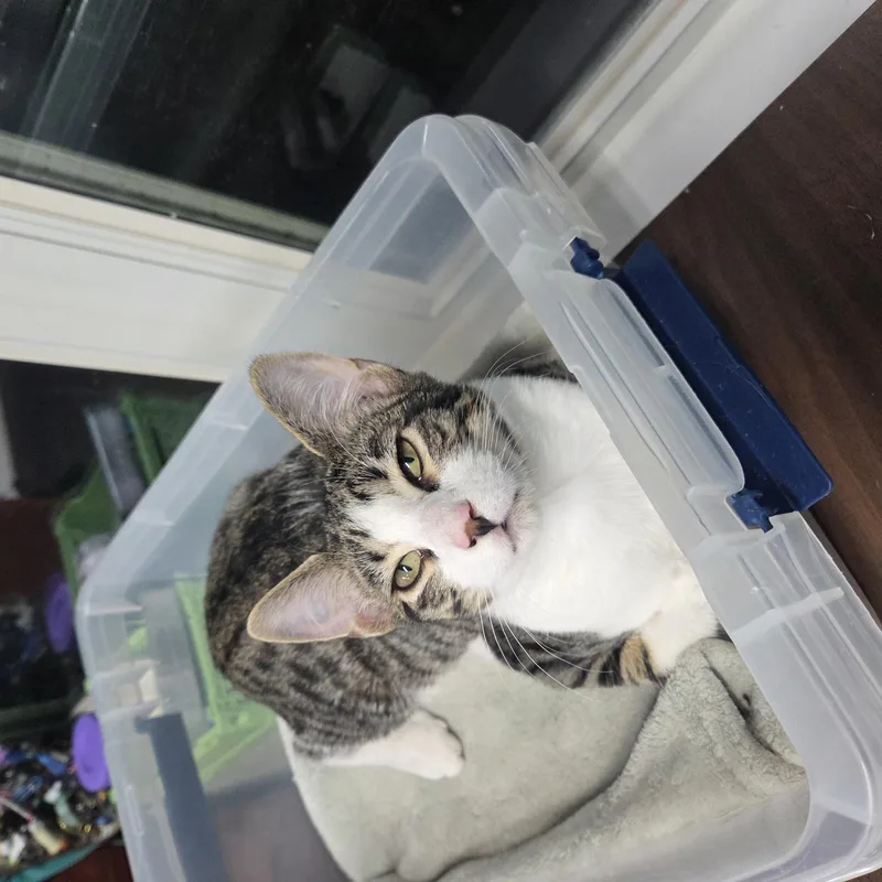 A young medium-sized male Tabby (Brown / Chocolate) Domestic Short Hair cat named Binx MS for adoption in Schertz, TX