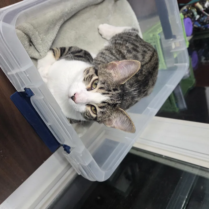 Binx MS thumbnail 2