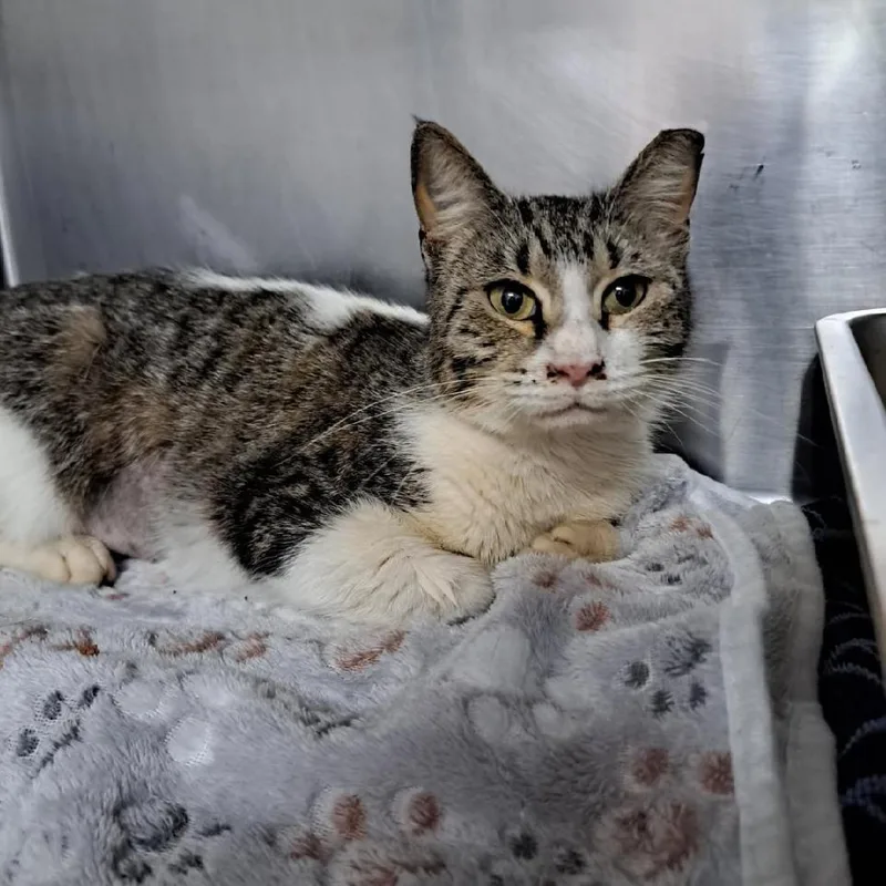 An adult large-sized female White Domestic Short Hair cat named Patti for adoption in Pensacola, FL