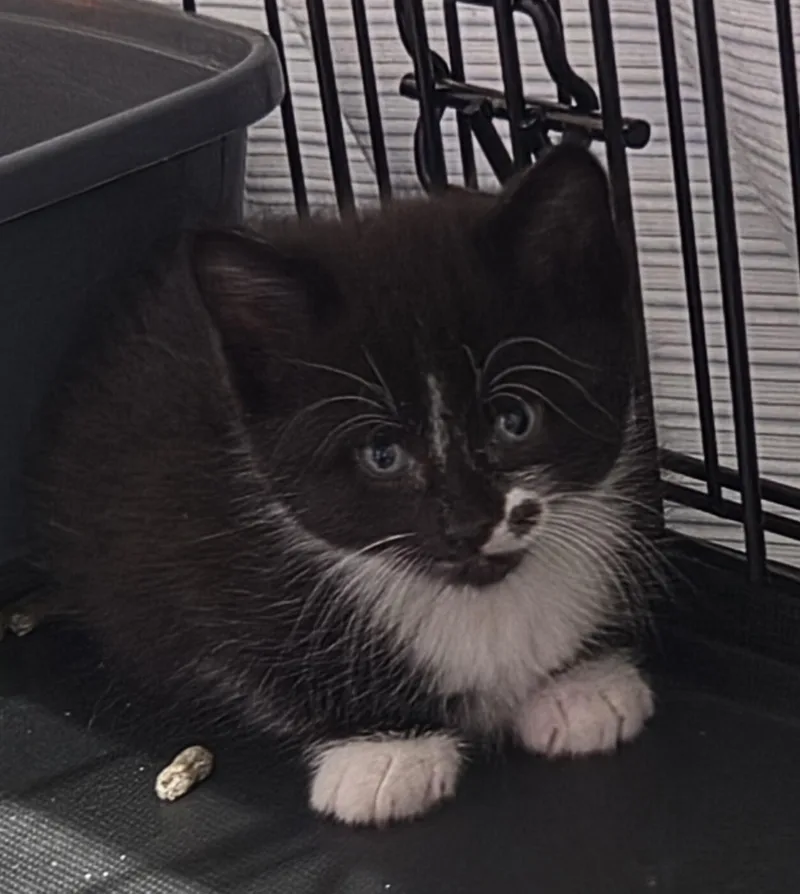 A baby medium-sized female Black & White / Tuxedo Domestic Short Hair cat named Dorothy for adoption in Green Brook, NJ