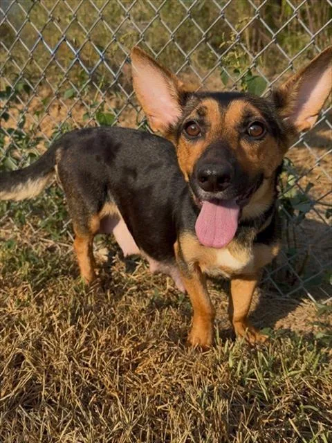 A young medium-sized female Basset Hound dog named Jolie for adoption in Conroe, TX