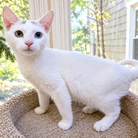 Tanner  Turkish Van thumbnail 2