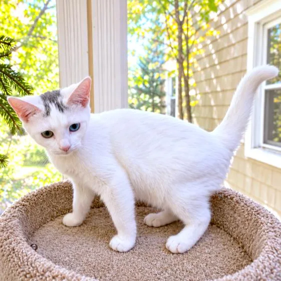 Tanner  Turkish Van thumbnail 5