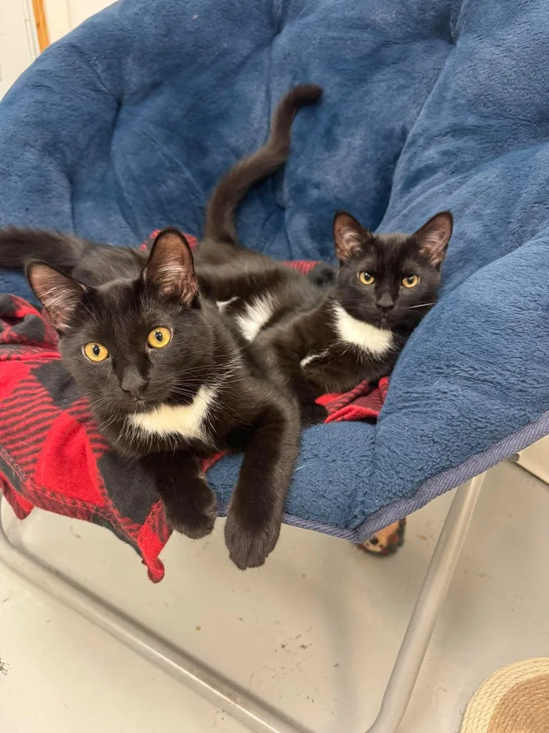 A young medium-sized male Black & White / Tuxedo Domestic Short Hair cat named Little Bear & Little for adoption in Crystal Lake, IL
