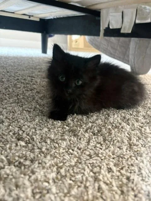 A baby small-sized male Domestic Short Hair cat named Smokey for adoption in Colorado Springs, CO
