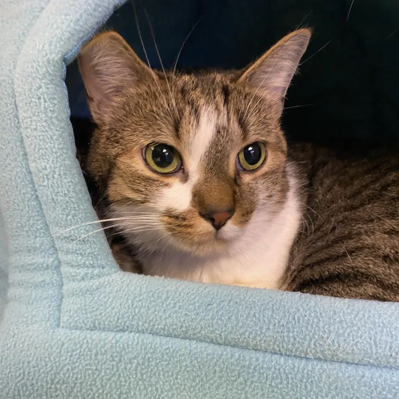 An adult large-sized female Brown / Chocolate Domestic Short Hair cat named Sheena for adoption in Westhampton, NY