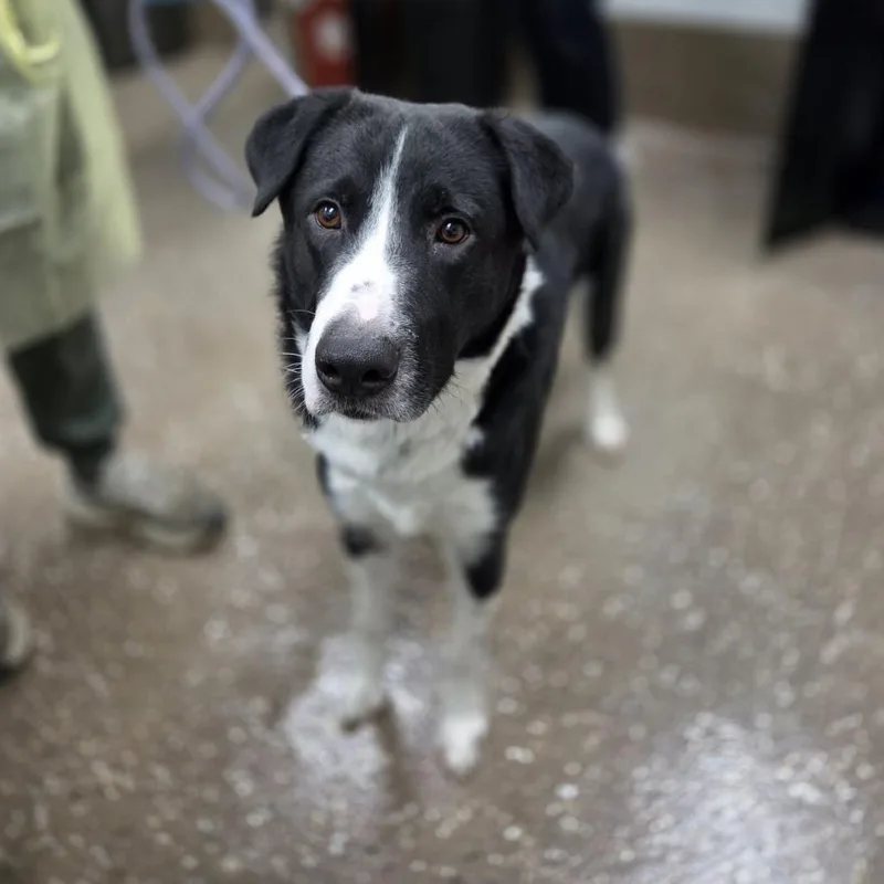 An adult medium-sized male Border Collie dog named Lenney for adoption in Incline Village, NV