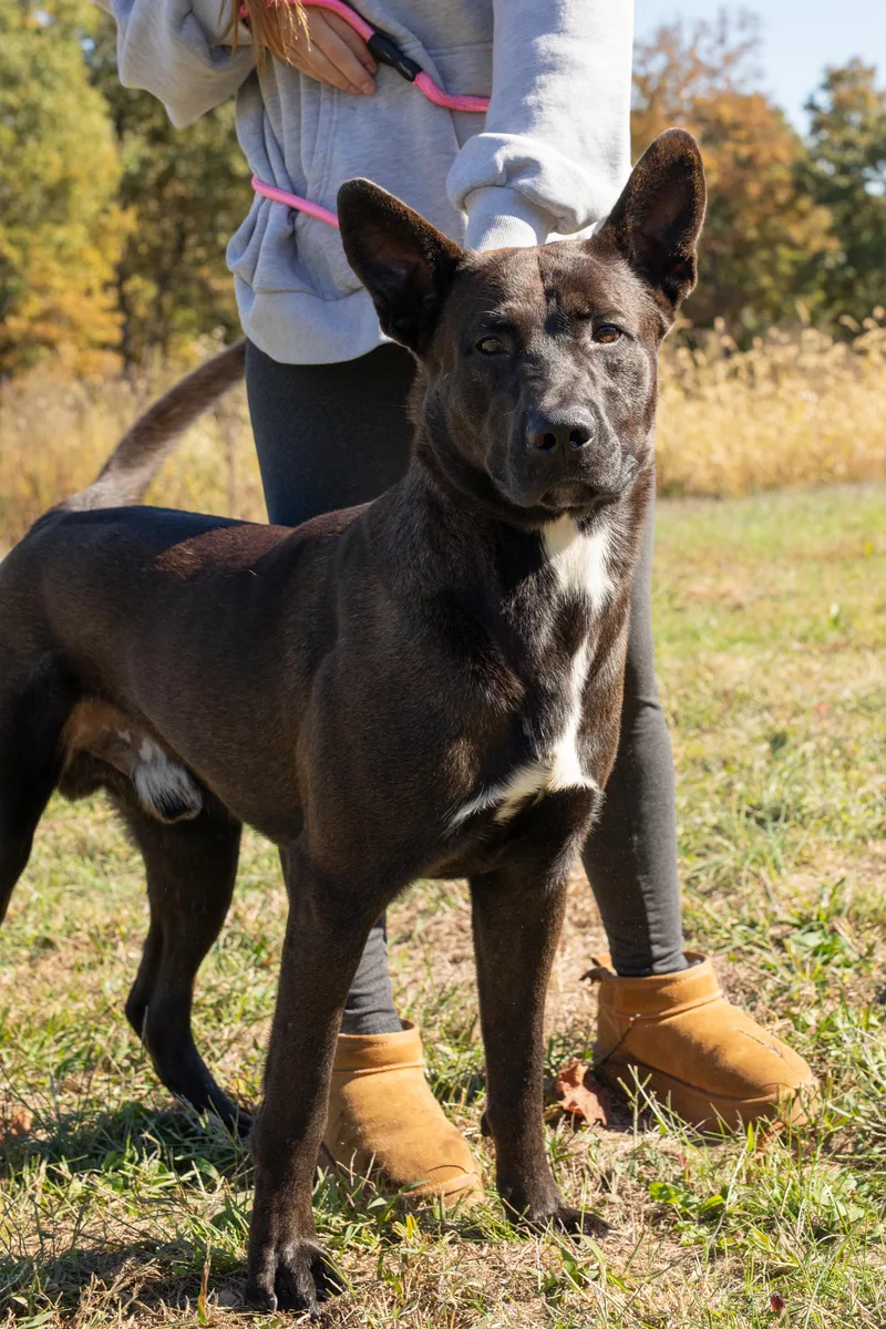 An adult large-sized male Pit Bull Terrier dog named Roman for adoption in Dixon, KY