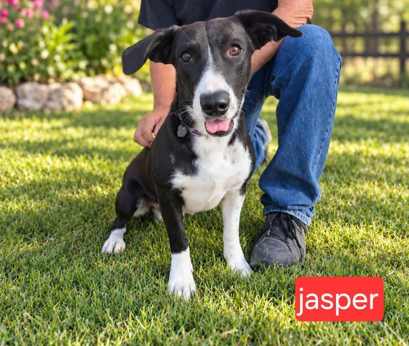 A baby small-sized male Labrador Retriever dog named Jasper for adoption in Fort Worth, TX