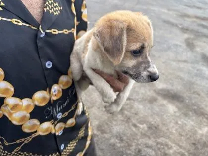 A baby small-sized male Terrier dog named Parker for adoption in Honolulu, HI
