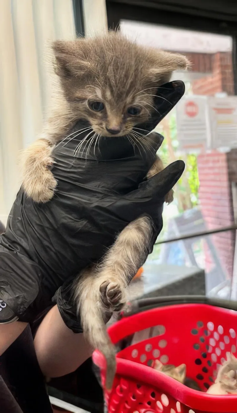 A baby medium-sized male Tabby (Gray / Blue / Silver) Domestic Short Hair cat named Benji for adoption in Nashville, TN