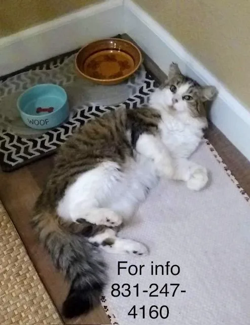 An adult medium-sized male White Domestic Medium Hair cat named Hutch for adoption in Santa Cruz, CA