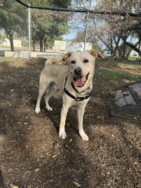 Stir Fry thumbnail 2