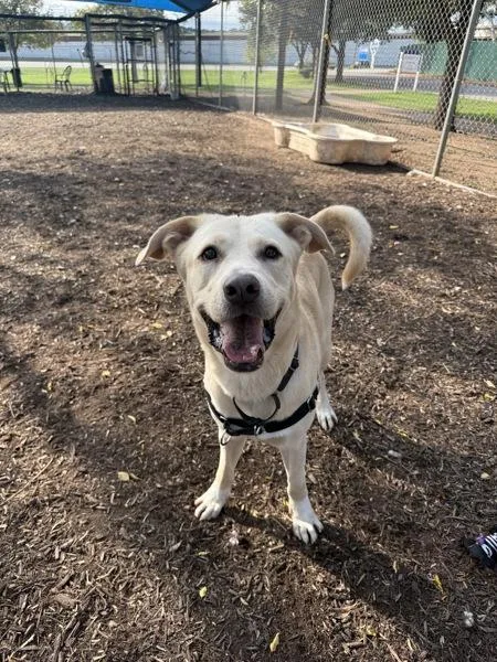 Stir Fry thumbnail 3