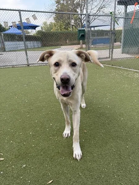 Stir Fry thumbnail 6