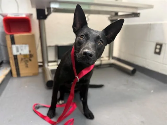 A young medium-sized female Labrador Retriever dog named Clementine for adoption in Antioch, CA