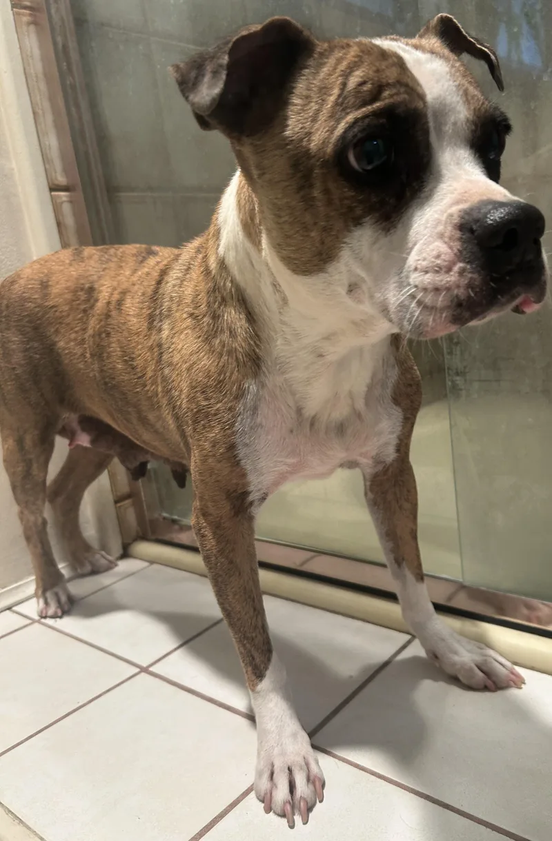 An adult medium-sized female Brindle Boxer dog named Annie for adoption in El Cajon, CA