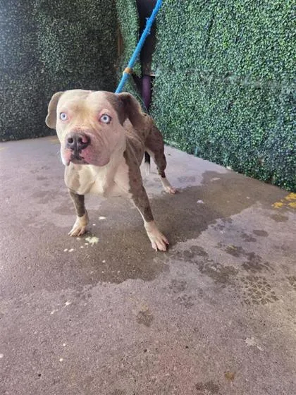 An adult medium-sized male White / Cream Pit Bull Terrier dog named Stryder for adoption in El Paso, TX