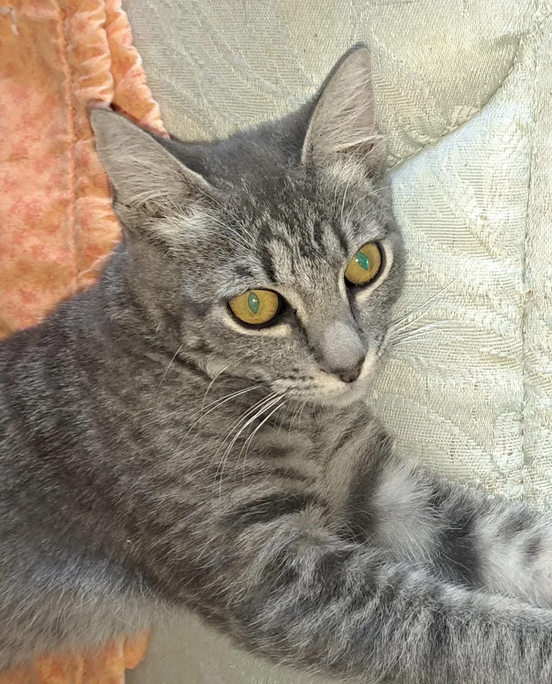 A baby small-sized female Gray & White Tabby cat named Paisley for adoption in Mesa, AZ