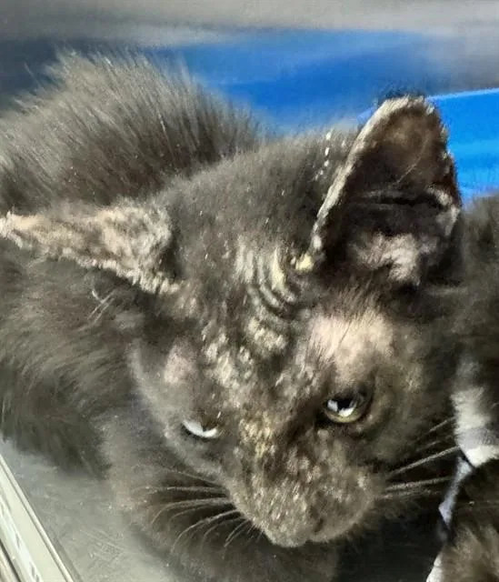 A baby small-sized female Domestic Short Hair cat named Habanero for adoption in Corpus Christi, TX