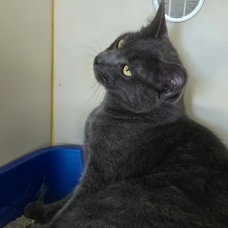 A young large-sized male Gray / Blue / Silver Domestic Short Hair cat named Powder Keg for adoption in Mokena, IL
