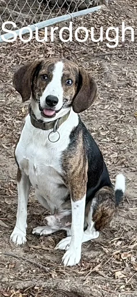 A young medium-sized male Beagle dog named Sourdough for adoption in Zimmerman, MN