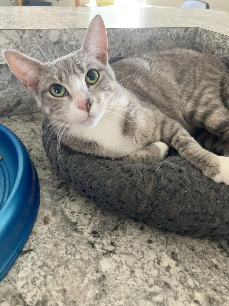 A young small-sized female Gray & White Domestic Short Hair cat named Pinta for adoption in San Diego, CA