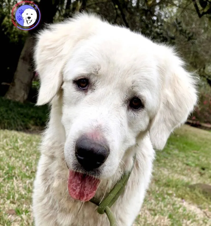 A young large-sized male Great Pyrenees dog named Obo for adoption in Spring, TX
