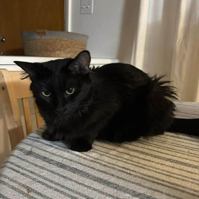 An adult small-sized female Black Domestic Long Hair cat named Mange Taylor for adoption in Eagle Mountain, UT