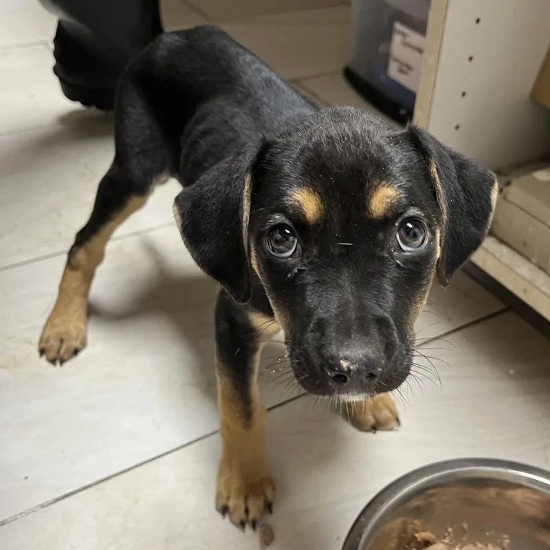 A baby medium-sized male Black Coonhound dog named Heinz for adoption in Lufkin, TX