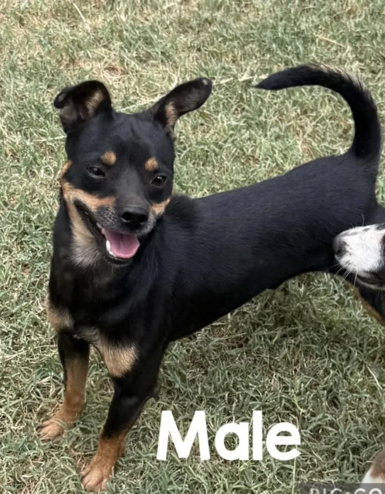 An adult small-sized male Chihuahua dog named Dodge for adoption in Boulder, CO