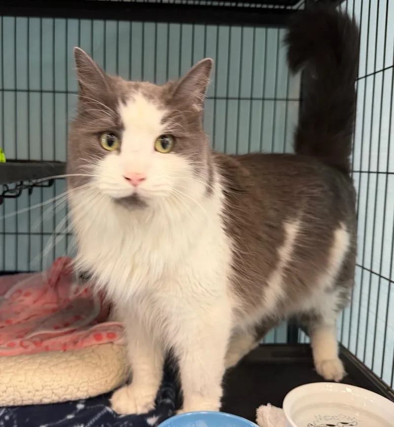 A young medium-sized male Maine Coon cat named Louie for adoption in Columbia, IL