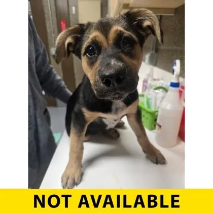 A baby large-sized female Shepherd dog named Penelope for adoption in Eugene, OR