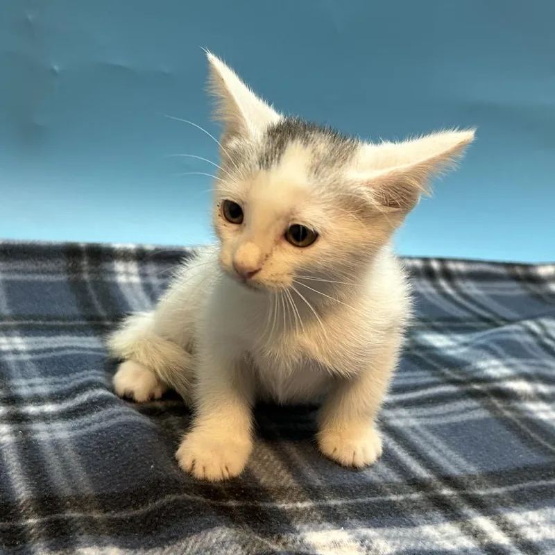 A baby small-sized female White Domestic Short Hair cat named Merry for adoption in San Antonio, TX