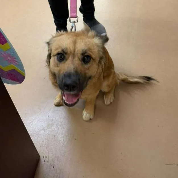 A young medium-sized female Brown / Chocolate Mixed Breed dog named Lucy for adoption in Gadsden, AL