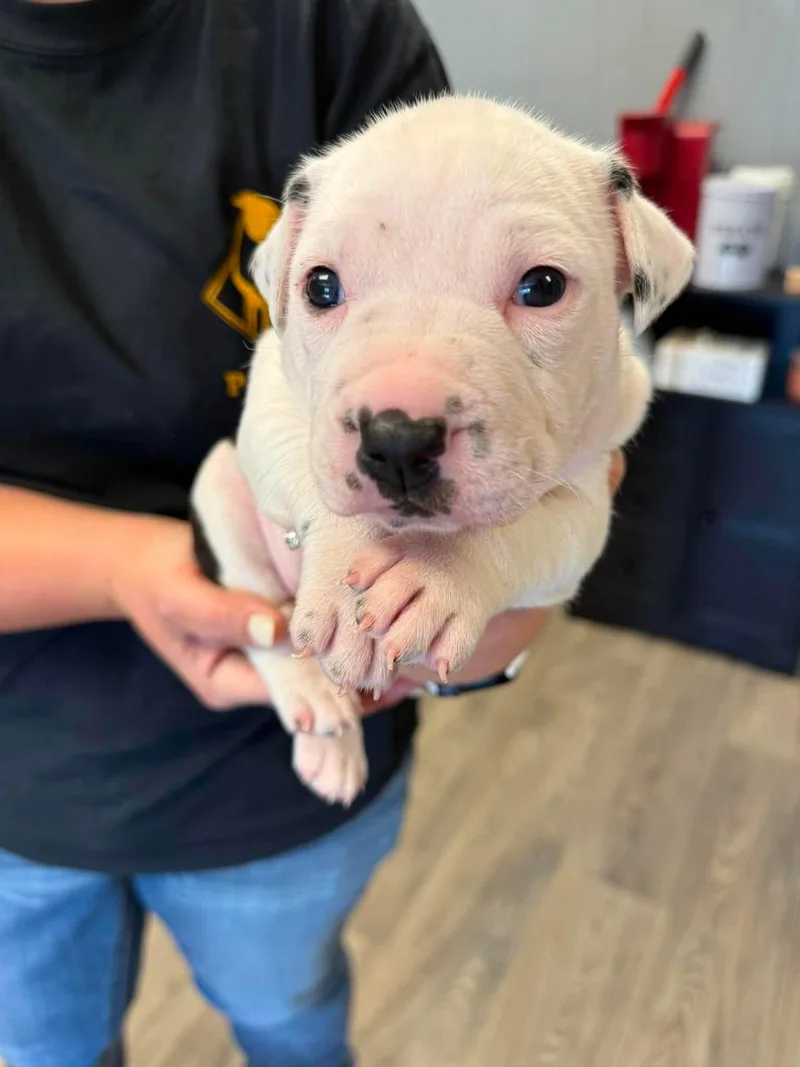 A baby medium-sized female American Staffordshire Terrier dog named Clover for adoption in Duluth, MN