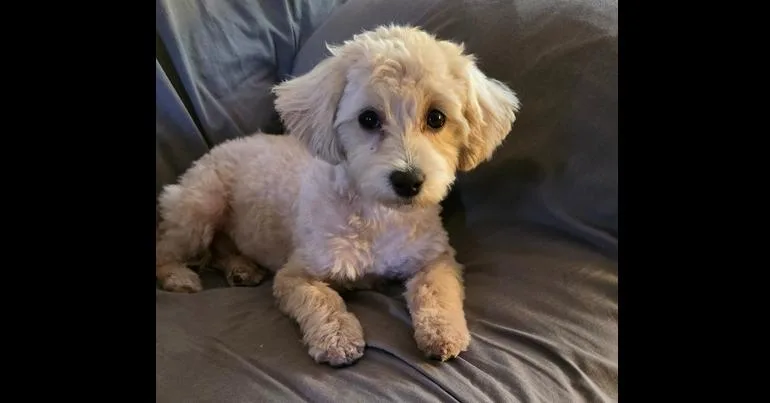 Gracie
