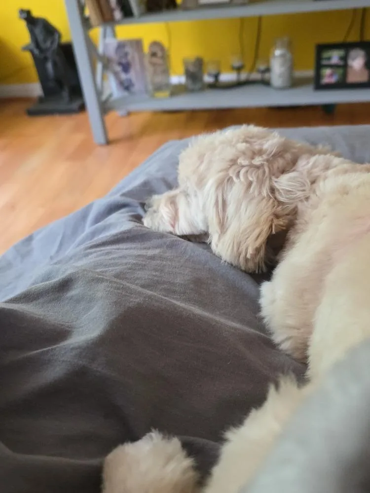 Gracie thumbnail 4