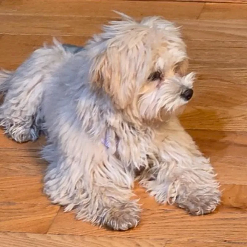 Gracie thumbnail 5