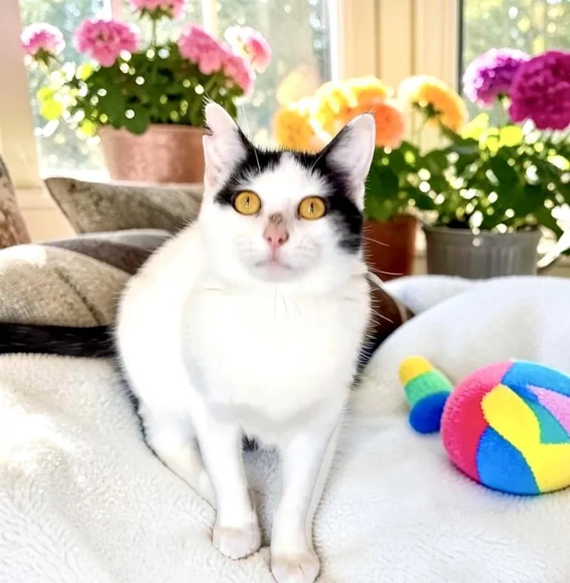 A young small-sized female Black & White / Tuxedo Domestic Short Hair cat named Wizzy for adoption in Perry, IA