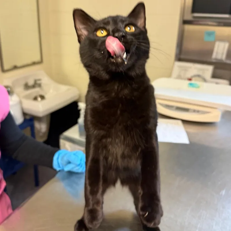 A young medium-sized male Domestic Short Hair cat named Fist Bump for adoption in Charlottesville, VA