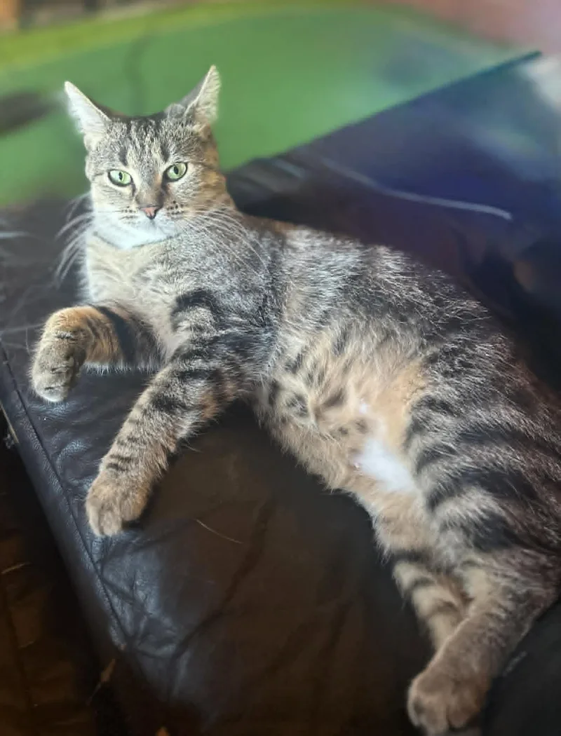 A young small-sized female Tabby cat named Sparky for adoption in Capshaw, AL