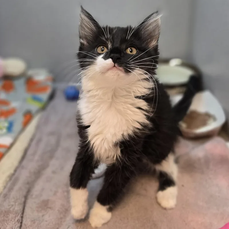 A baby small-sized female Domestic Short Hair cat named Karen for adoption in Pittsburgh, PA