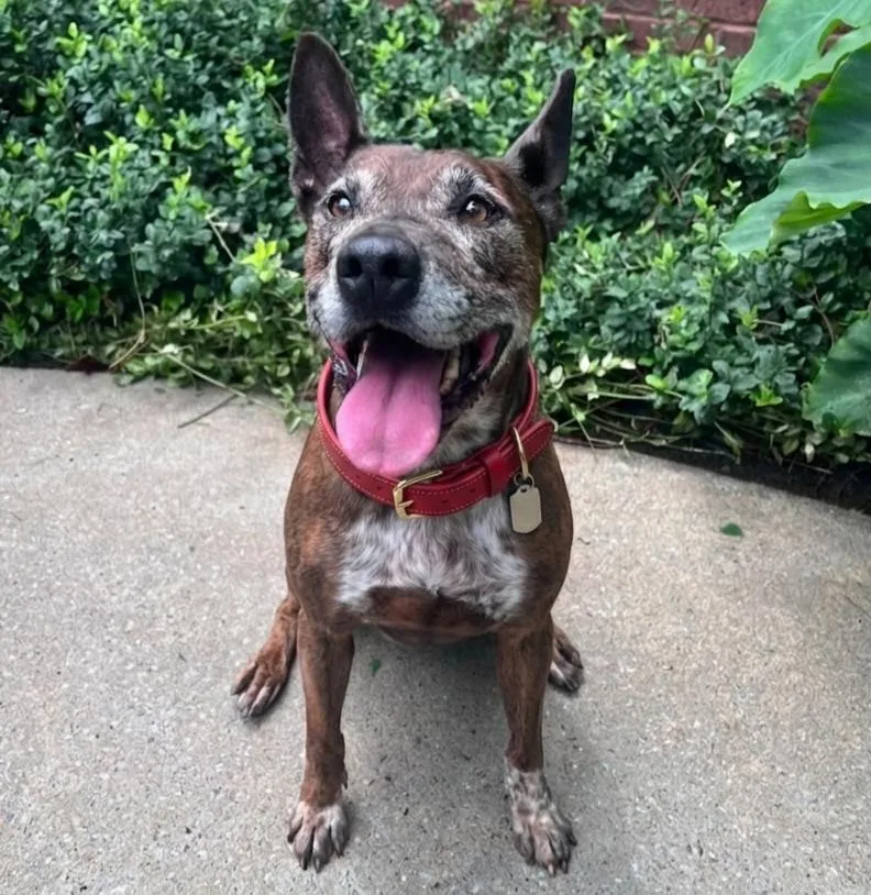A senior large-sized female Shepherd dog named Leslie for adoption in Roswell, GA