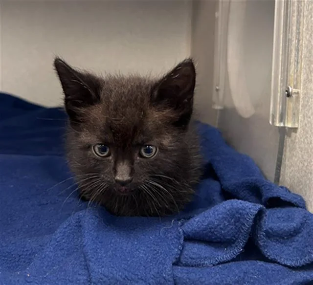 A baby medium-sized female Domestic Short Hair cat named Tootie for adoption in Dallas, TX