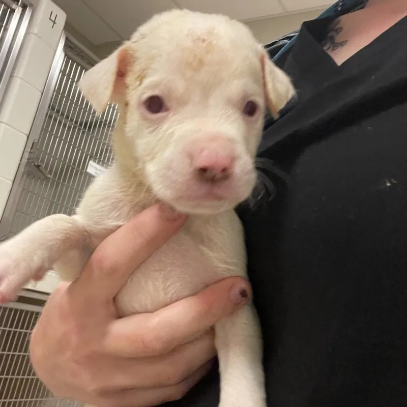A baby medium-sized male White / Cream Pit Bull Terrier dog named Teddy for adoption in Bristol, IN