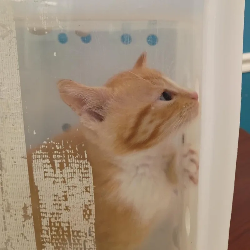 A baby small-sized male Orange / Red Domestic Short Hair cat named Juice for adoption in Columbus, GA
