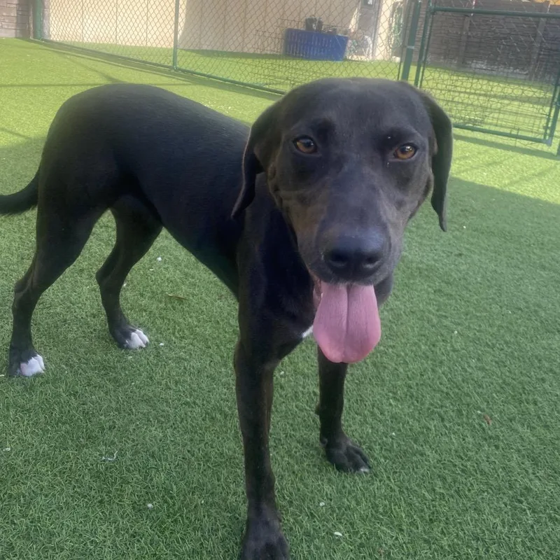 An adult medium-sized female Brown / Chocolate Mixed Breed dog named Virginia Woof for adoption in LOXAHATCHEE, FL