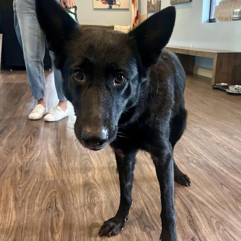 An adult medium-sized female Black German Shepherd Dog dog named Delaware for adoption in LOXAHATCHEE, FL