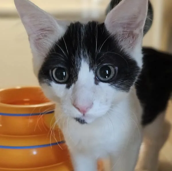 A baby small-sized male Domestic Short Hair cat named Lynnwood for adoption in Dublin, CA